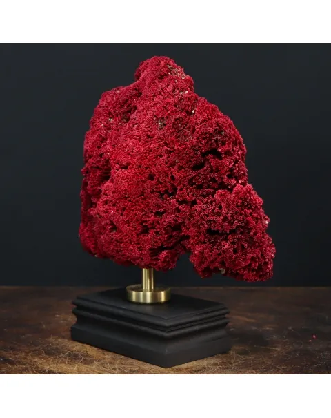 Tubipora Musica