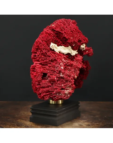 Tubipora Musica