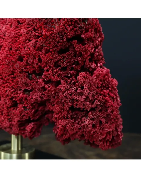 Tubipora Musica