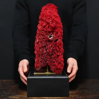 Tubipora Musica