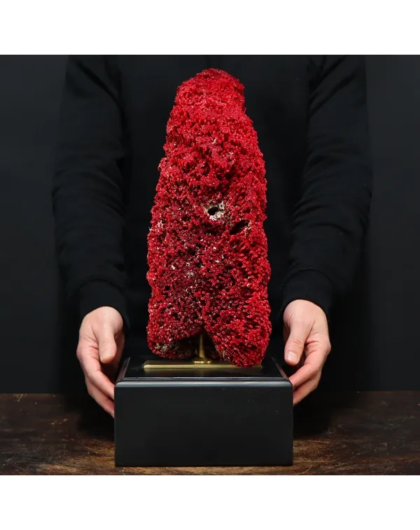 Tubipora Musica