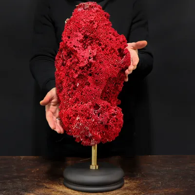 Tubipora Musica