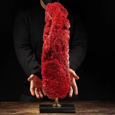 Tubipora Musica