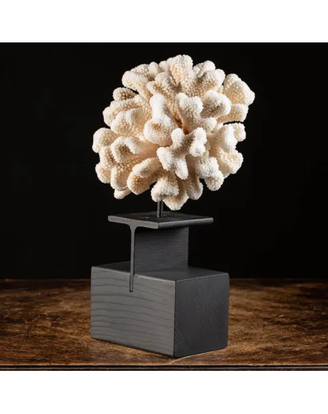 Pocillopora Meandrina