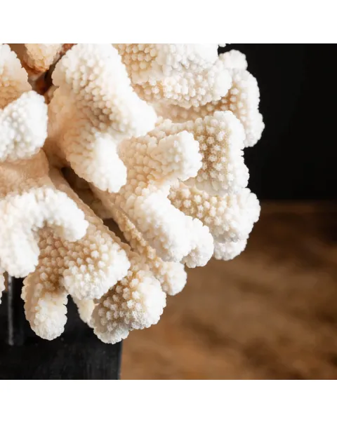 Pocillopora Meandrina
