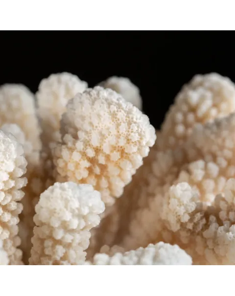 Pocillopora Meandrina