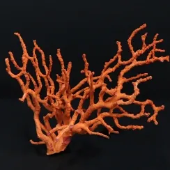 Collezione di Corallo Rosso del Mediterraneo. (22)
