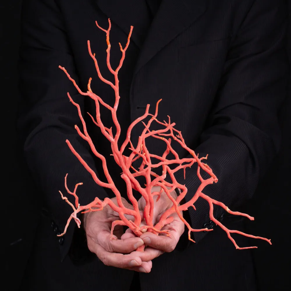 Ample Branch Bâton Naturel Corail Italie Mer Rouge Poli Méditerranéen non Traité