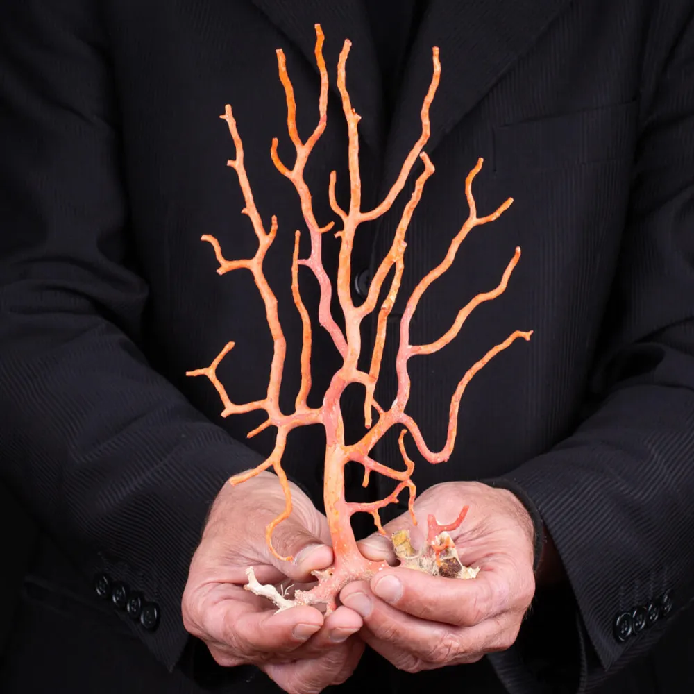 Pierre Brute De Corail Rouge Naturel D'Italie - Branche Polie 8 Carats