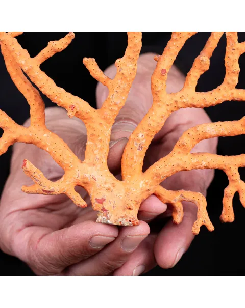 Ramo di Corallo: Corallium Rubrum.