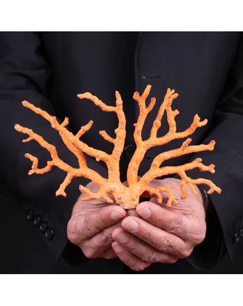 Ramo di Corallo: Corallium Rubrum.