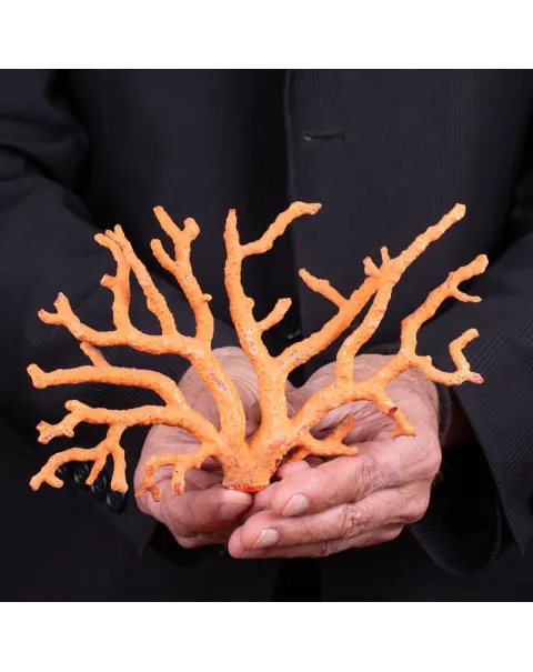 Ramo di Corallo: Corallium Rubrum.