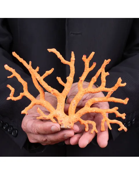 Ramo di Corallo: Corallium Rubrum.