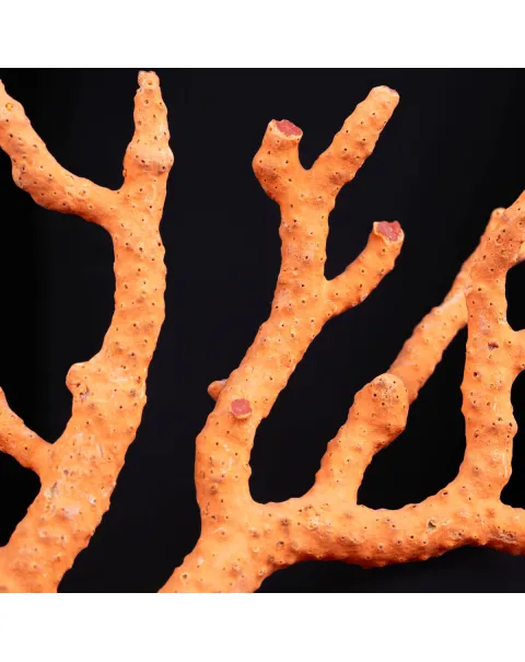 Ramo di Corallo: Corallium Rubrum.