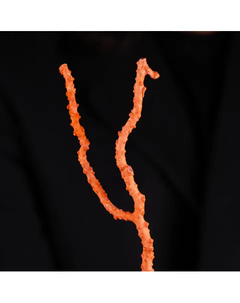 Ramo di Corallo Rosso: Gioielli della Sardegna.