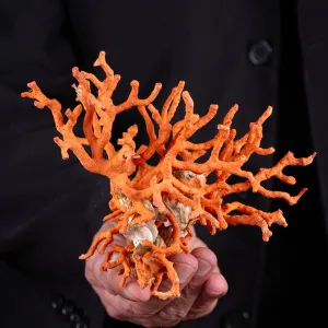 Ramo di Corallo Rosso: Un Tesoro da Collezione.
