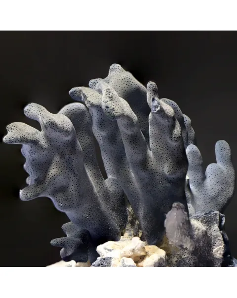 Heliopora Coerulea