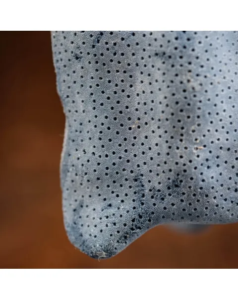 Heliopora Coerulea