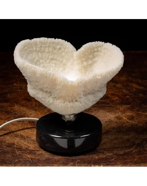 Halomitra Pileus Lampada
