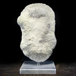 Halomitra Pileus (17)
