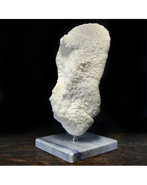 Halomitra Pileus