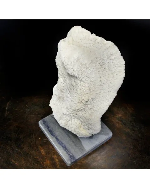 Halomitra Pileus
