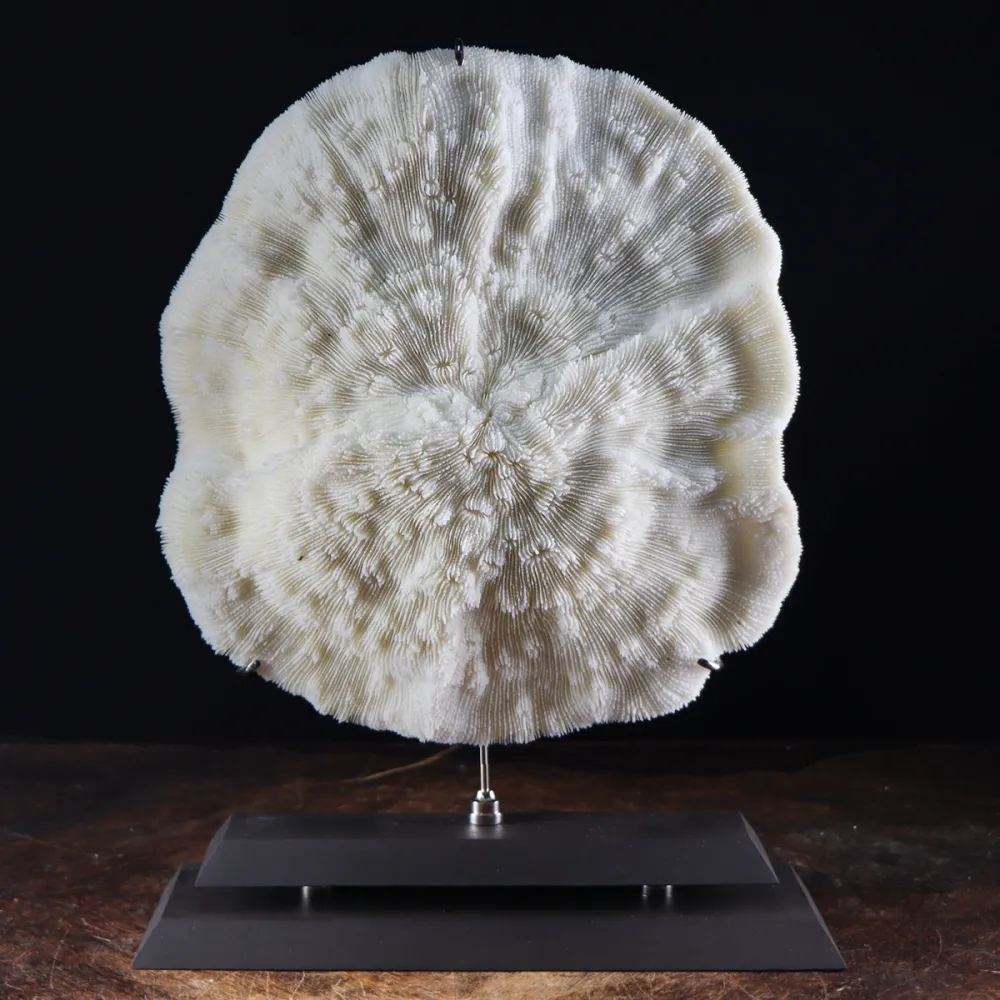 Halomitra Pileus