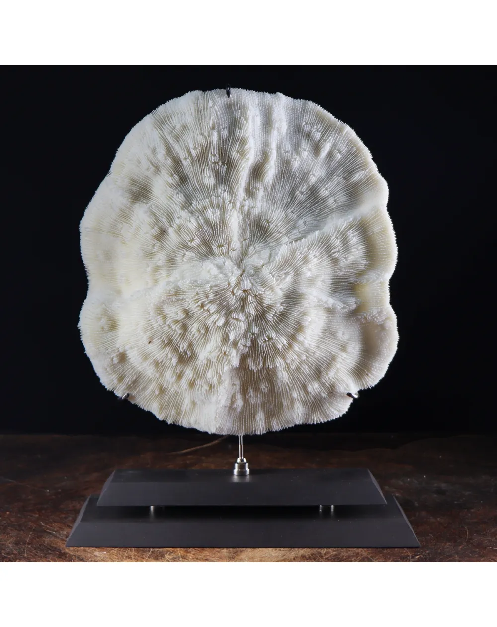 Halomitra Pileus