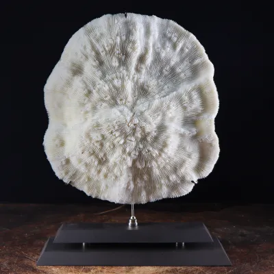 Halomitra Pileus