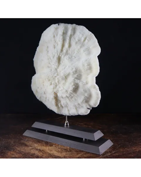 Halomitra Pileus