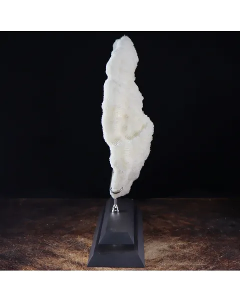 Halomitra Pileus