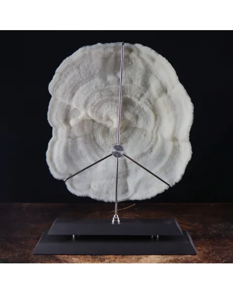 Halomitra Pileus