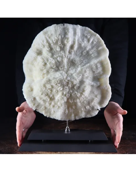 Halomitra Pileus