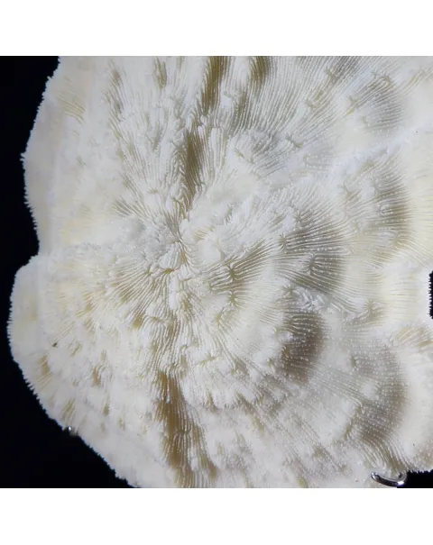 Halomitra Pileus