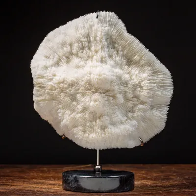 Halomitra Pileus