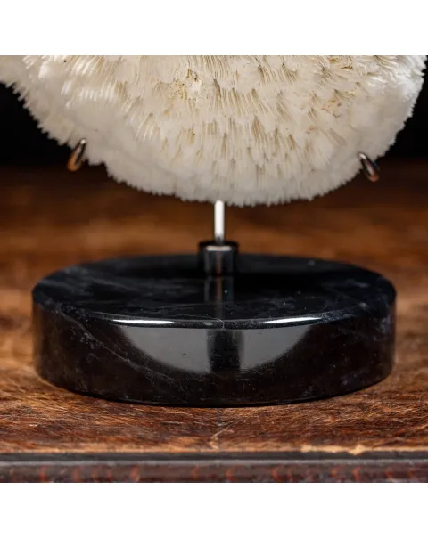 Halomitra Pileus