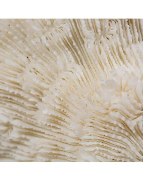 Halomitra Pileus