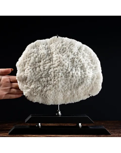 Halomitra Pileus