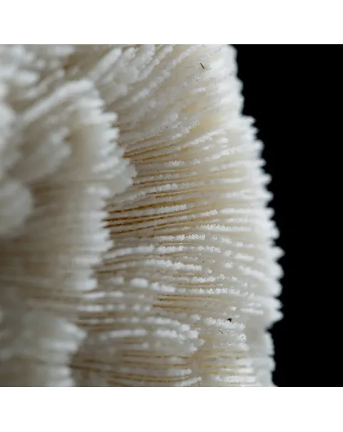 Halomitra Pileus