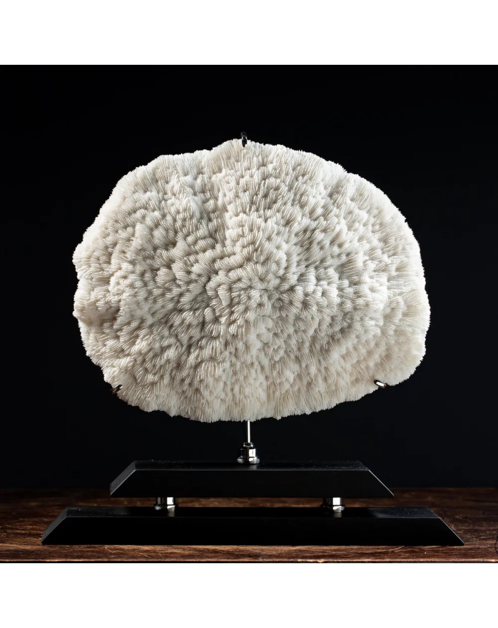 Halomitra Pileus