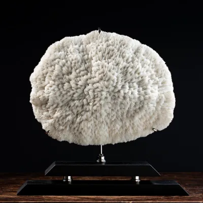 Halomitra Pileus
