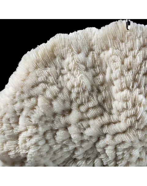 Halomitra Pileus