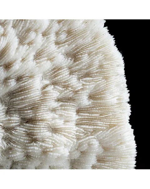 Halomitra Pileus