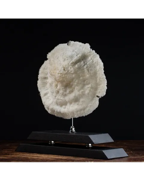 Halomitra Pileus