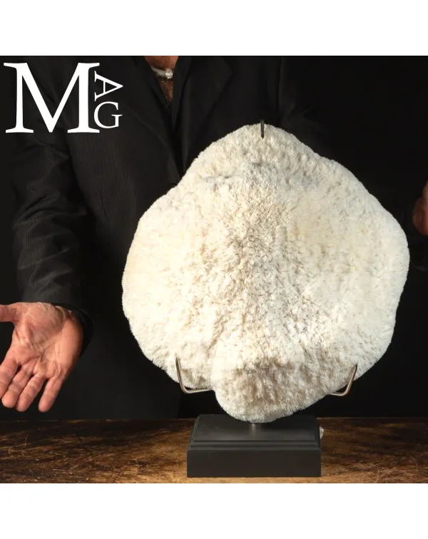 Elegante Corallo Halomitra Pileus su Base.