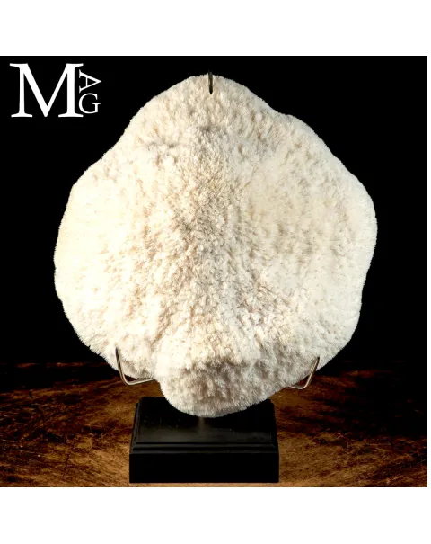 Elegante Corallo Halomitra Pileus su Base.
