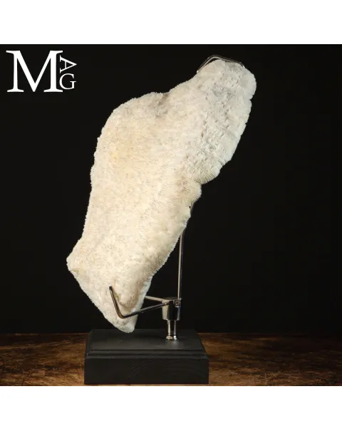 Elegante Corallo Halomitra Pileus su Base.