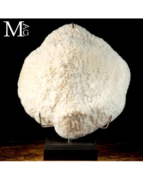 Elegante Corallo Halomitra Pileus su Base.