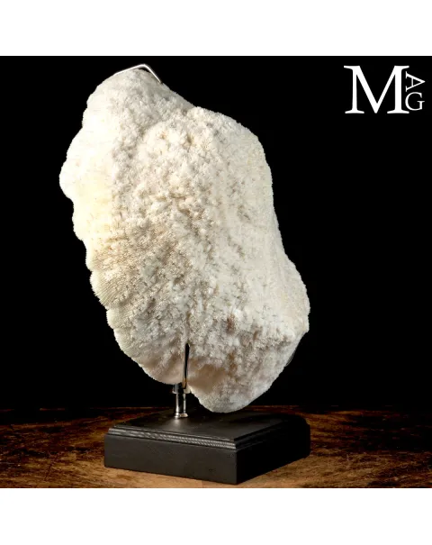 Elegante Corallo Halomitra Pileus su Base.