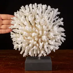 L'essenza delle barriere coralline - Acropora latistella (2)